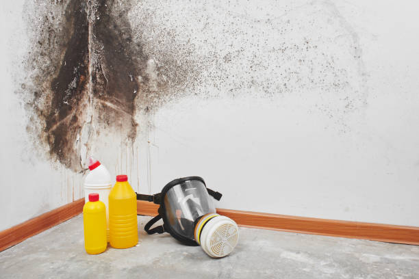 Best Same-Day Mold Removal  in Hinesville, GA