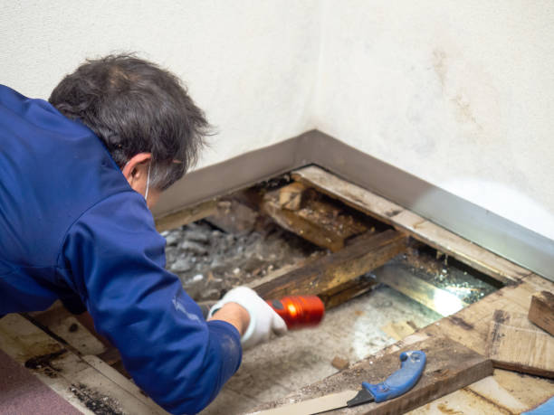 Hinesville, GA Mold Removal Company