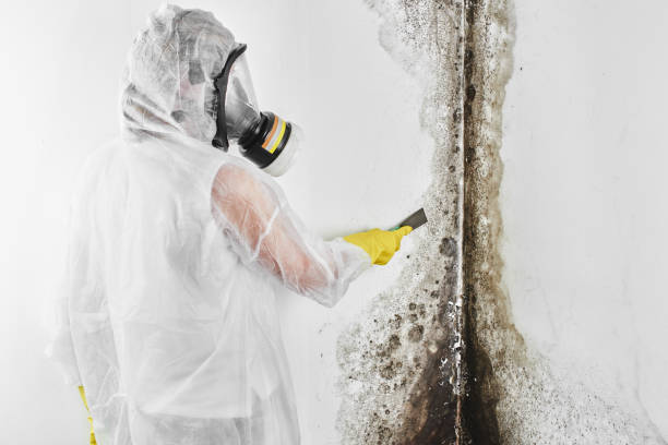 Best Crawl Space Mold Removal  in Hinesville, GA