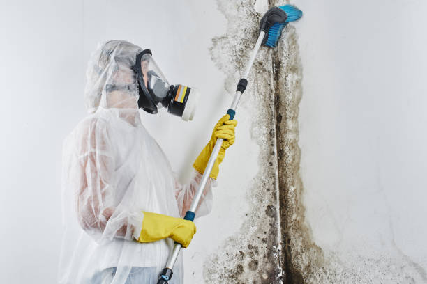Best Mold Cleaning Services  in Hinesville, GA