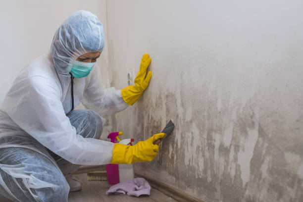 Mold Testing and Removal in Hinesville, GA