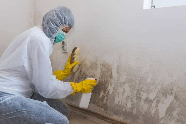 Best Commercial Mold Removal  in Hinesville, GA