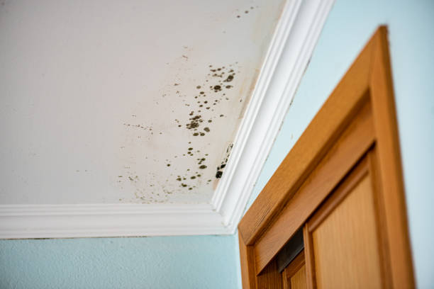 Best Attic Mold Removal  in Hinesville, GA