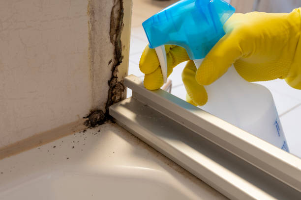 Best Emergency Mold Removal  in Hinesville, GA