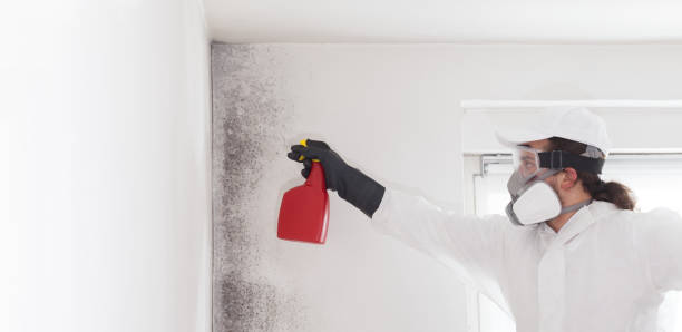 Best Fast Mold Removal  in Hinesville, GA