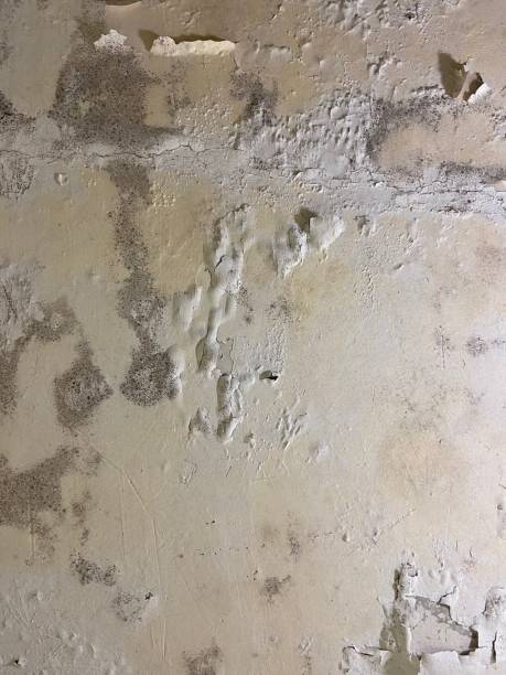Best Mold Removal Near Me  in Hinesville, GA