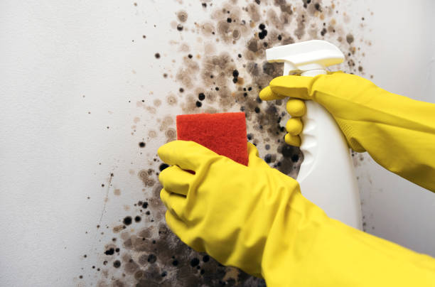 Best Black Mold Removal  in Hinesville, GA