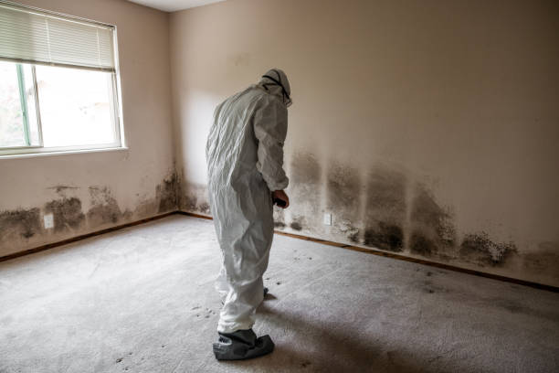Best Certified Mold Removal  in Hinesville, GA