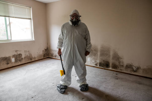 Best Fast Mold Removal  in Hinesville, GA