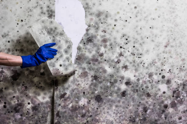 Best Local Mold Removal Service  in Hinesville, GA