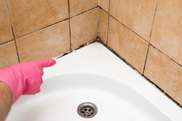 Best Mold Remediation Services  in Hinesville, GA