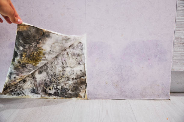 Best Attic Mold Removal  in Hinesville, GA